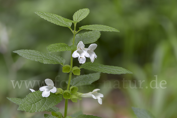 Immenblatt (Melittis melissophyllum)