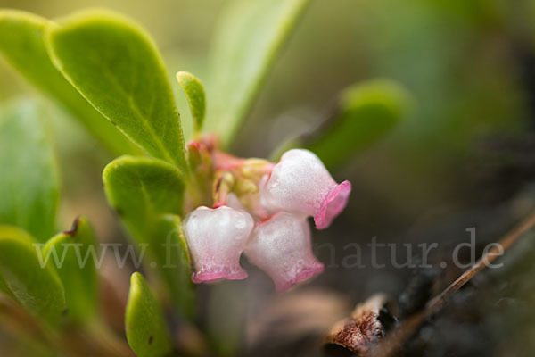 Immergrüne Bärentraube (Arctostaphylos uva-ursi)