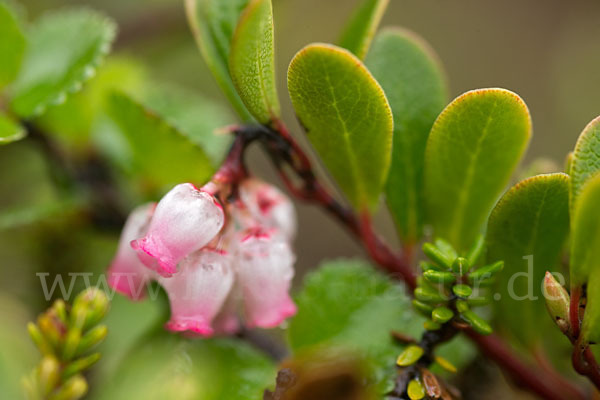 Immergrüne Bärentraube (Arctostaphylos uva-ursi)