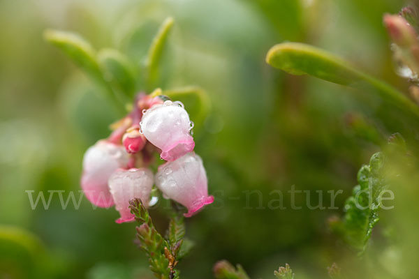 Immergrüne Bärentraube (Arctostaphylos uva-ursi)