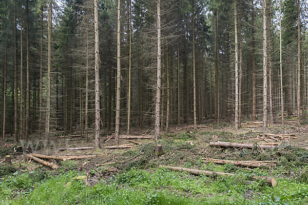 Intensive Forstwirtschaft (intensive forestry)