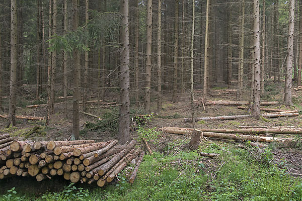 Intensive Forstwirtschaft (intensive forestry)