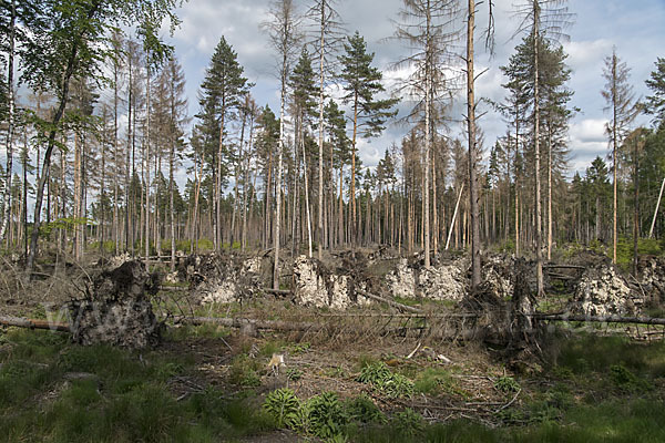 Intensive Forstwirtschaft (intensive forestry)