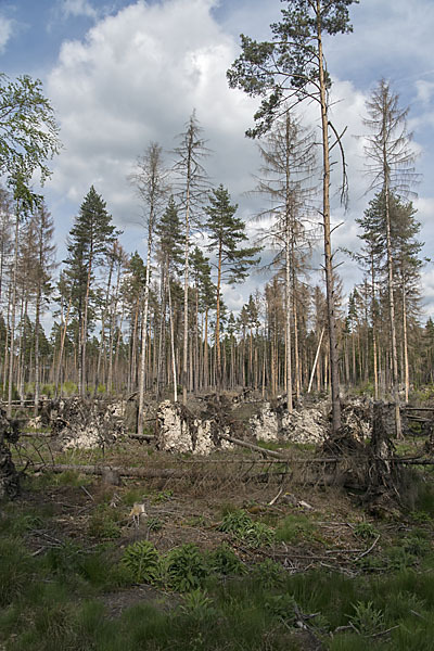 Intensive Forstwirtschaft (intensive forestry)