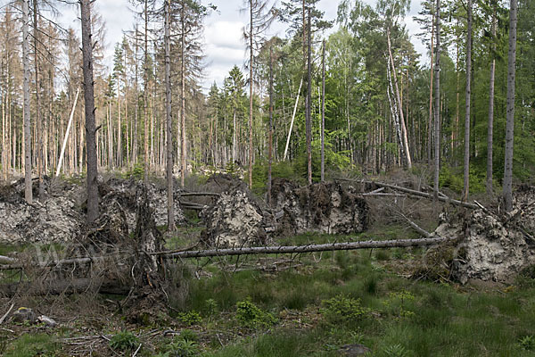 Intensive Forstwirtschaft (intensive forestry)