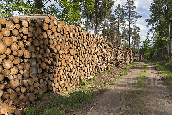 Intensive Forstwirtschaft (intensive forestry)