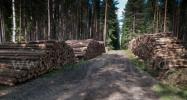 Intensive Forstwirtschaft (intensive forestry)