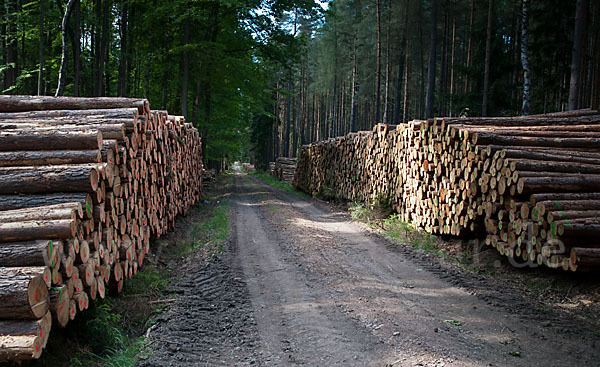 Intensive Forstwirtschaft (intensive forestry)