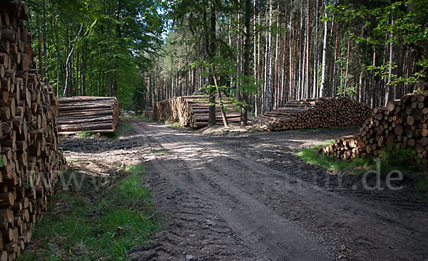 Intensive Forstwirtschaft (intensive forestry)