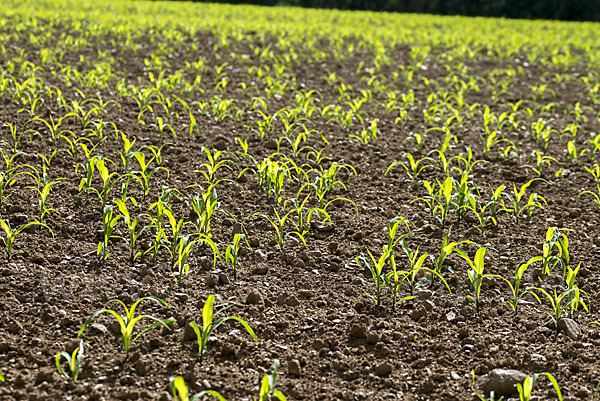 Intensive Landwirtschaft (industrial agriculture)