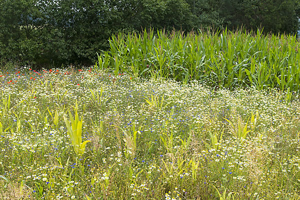 Intensive Landwirtschaft (industrial agriculture)