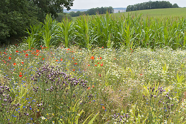 Intensive Landwirtschaft (industrial agriculture)