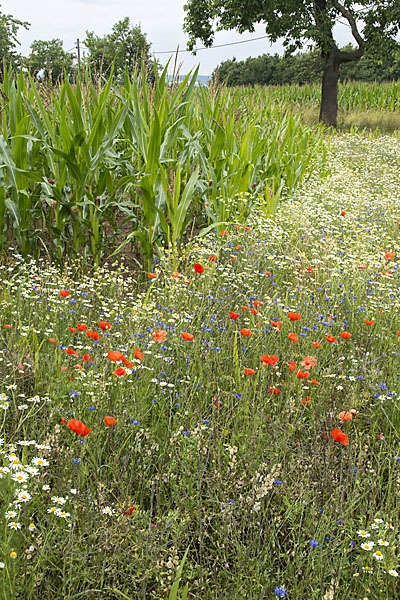 Intensive Landwirtschaft (industrial agriculture)