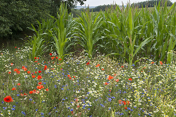 Intensive Landwirtschaft (industrial agriculture)