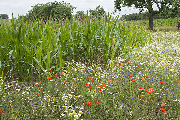 Intensive Landwirtschaft (industrial agriculture)