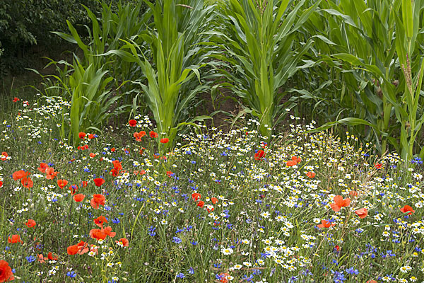 Intensive Landwirtschaft (industrial agriculture)