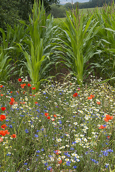 Intensive Landwirtschaft (industrial agriculture)