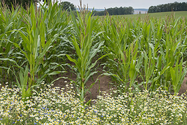 Intensive Landwirtschaft (industrial agriculture)