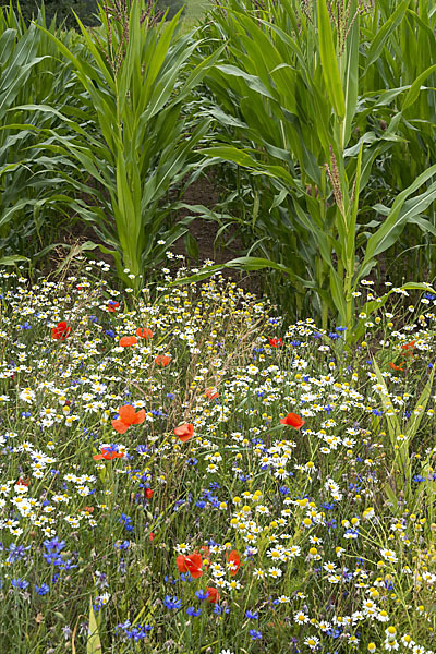 Intensive Landwirtschaft (industrial agriculture)