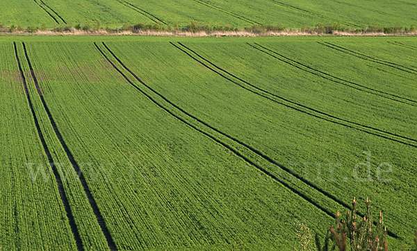 Intensive Landwirtschaft (industrial agriculture)