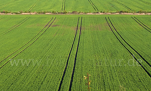 Intensive Landwirtschaft (industrial agriculture)