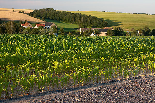 Intensive Landwirtschaft (industrial agriculture)