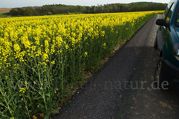 Intensive Landwirtschaft (industrial agriculture)