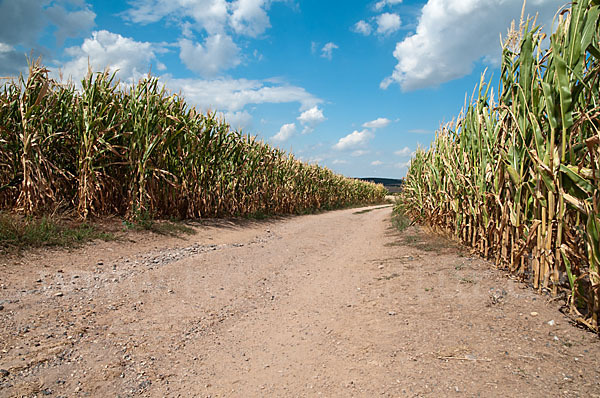 Intensive Landwirtschaft (industrial agriculture)