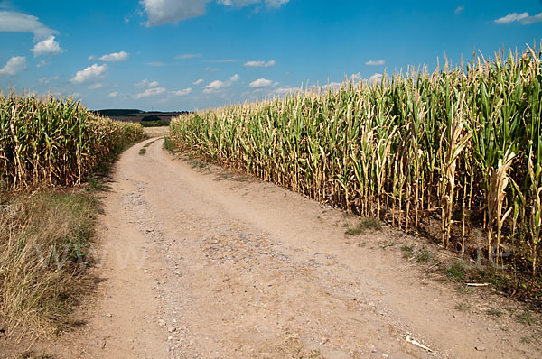 Intensive Landwirtschaft (industrial agriculture)