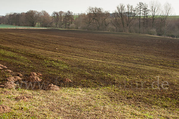 Intensive Landwirtschaft (industrial agriculture)