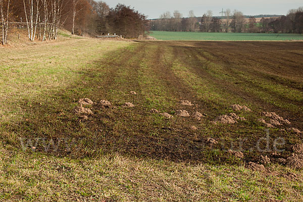 Intensive Landwirtschaft (industrial agriculture)