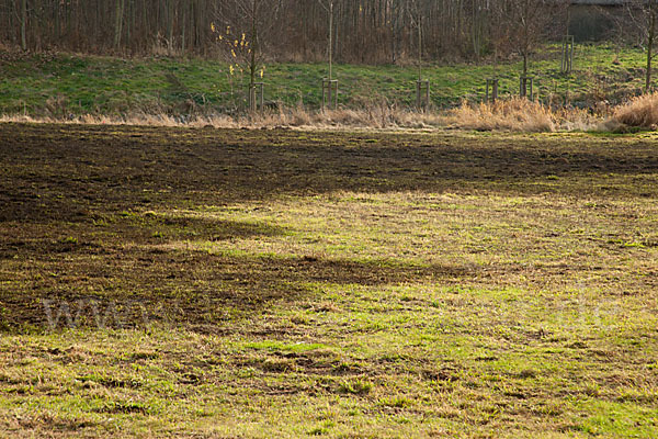 Intensive Landwirtschaft (industrial agriculture)