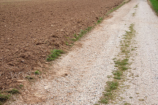 Intensive Landwirtschaft (industrial agriculture)