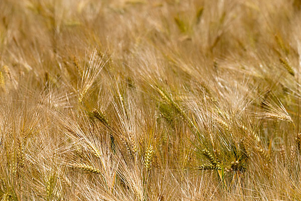 Intensive Landwirtschaft (industrial agriculture)