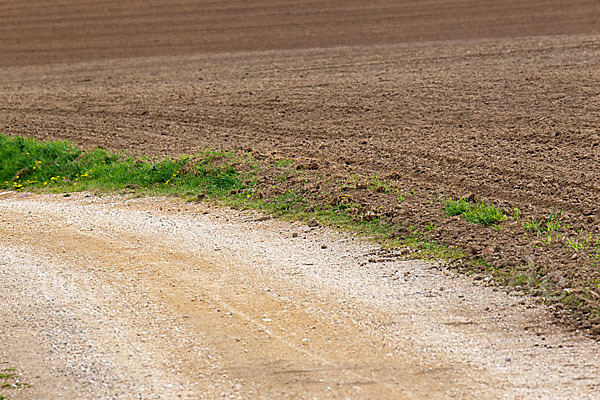 Intensive Landwirtschaft (industrial agriculture)