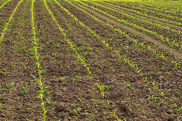 Intensive Landwirtschaft (industrial agriculture)