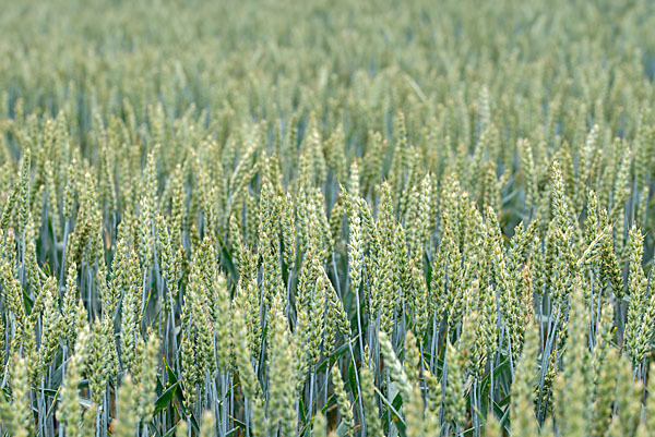 Intensive Landwirtschaft (industrial agriculture)