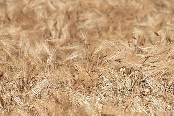 Intensive Landwirtschaft (industrial agriculture)