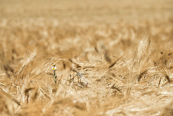 Intensive Landwirtschaft (industrial agriculture)