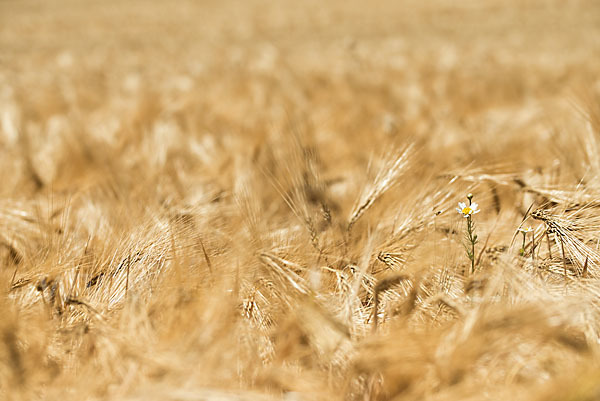 Intensive Landwirtschaft (industrial agriculture)