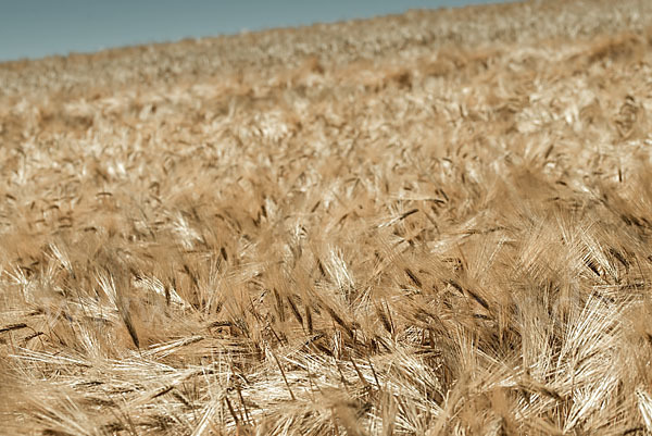 Intensive Landwirtschaft (industrial agriculture)