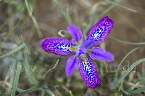 Iris spec (Iris tigridia)