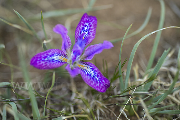 Iris spec (Iris tigridia)