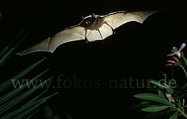 Isabell-Fledermaus (Eptesicus isabellinus)