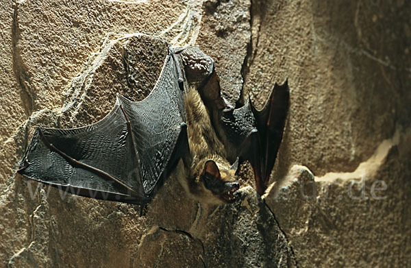 Isabell-Fledermaus (Eptesicus isabellinus)