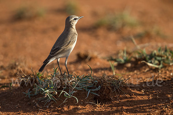 Isabellsteinschmätzer (Oenanthe isabellina)