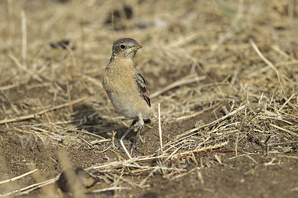 Isabellsteinschmätzer (Oenanthe isabellina)