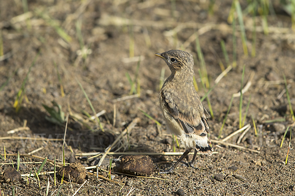 Isabellsteinschmätzer (Oenanthe isabellina)