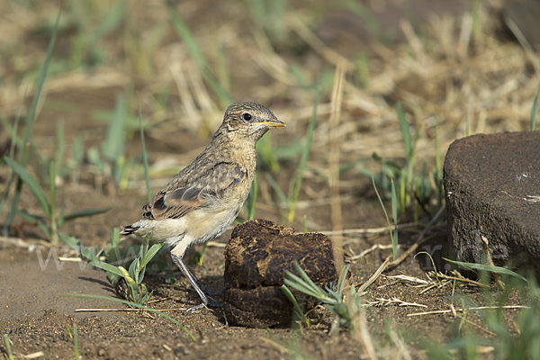 Isabellsteinschmätzer (Oenanthe isabellina)