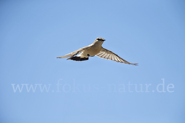 Isabellsteinschmätzer (Oenanthe isabellina)